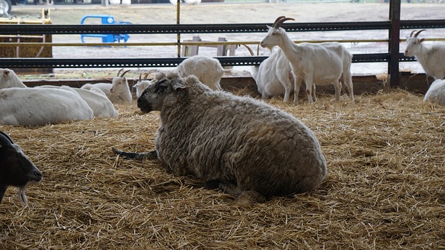 Free Sheep Farm Yard photo and picture