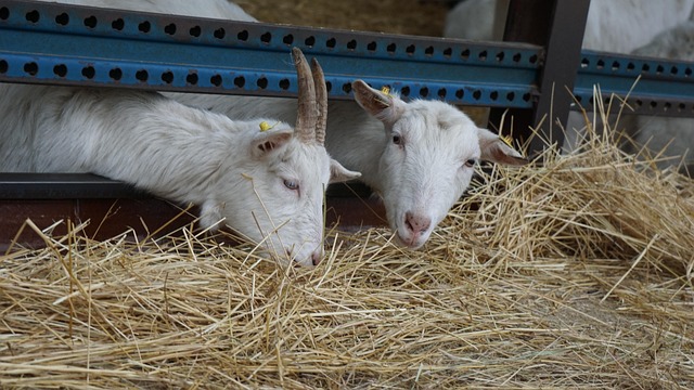 Free Goats Straw photo and picture