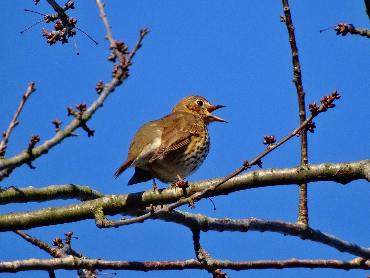 song-thrush-throttle-songbird-free-photo-on-pixabay-pixabay