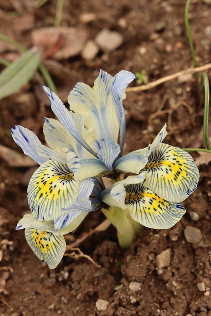Free Flowers Iris Reticulata photo and picture