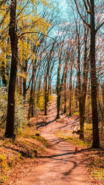 Pădure, Natura, Peisaj, Munţi
