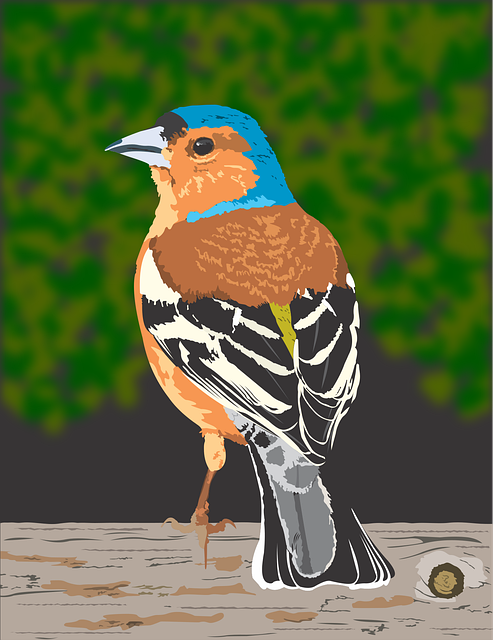Free finch bird animal vector