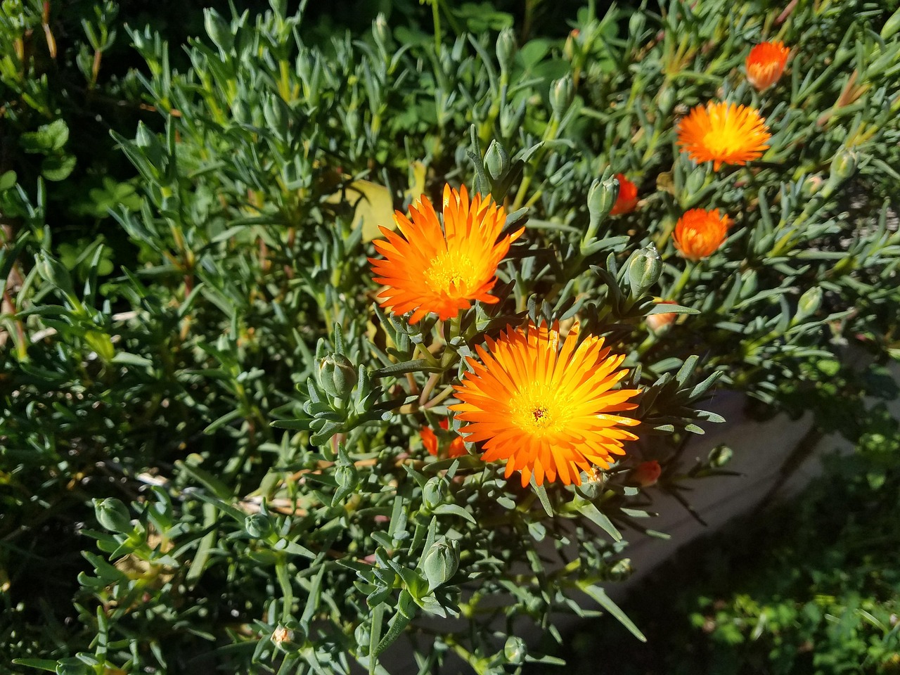 Backyard Flower Garden Free Photo On Pixabay Pixabay backyard-flower-garden-free-photo-on-pixabay-pixabay