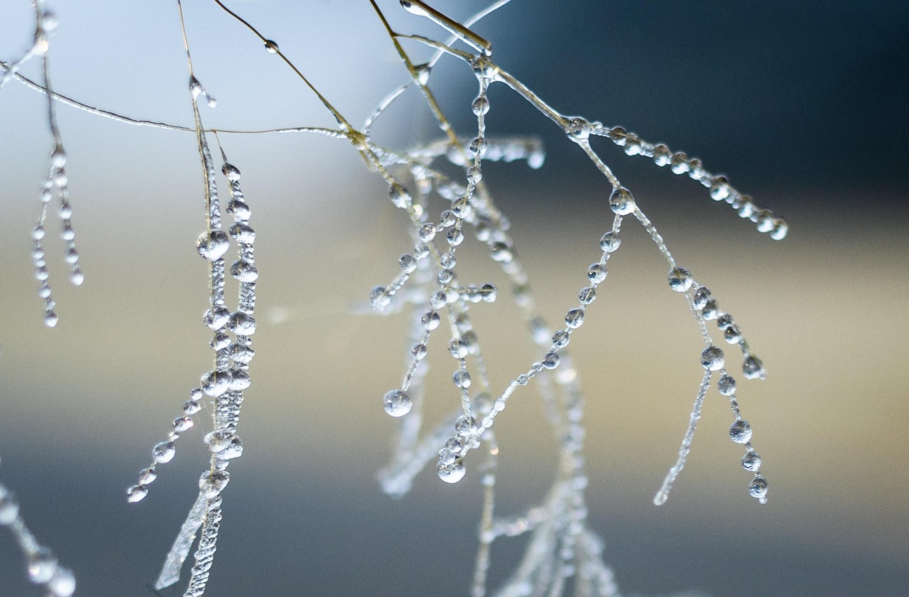 Ice Drops Nature Free photo on Pixabay Pixabay