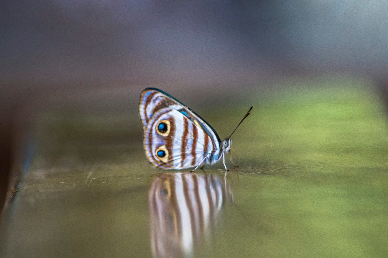 Papillon La Solitude Eau - Photo gratuite sur Pixabay - Pixabay