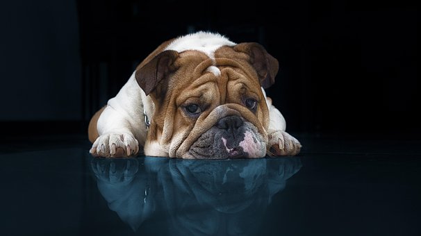 Free Dog Bulldog photo and picture