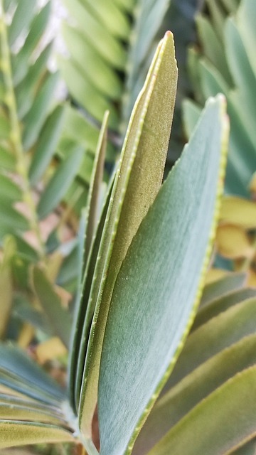Abstrakt, Natur, Blade, Grøn, Blad
