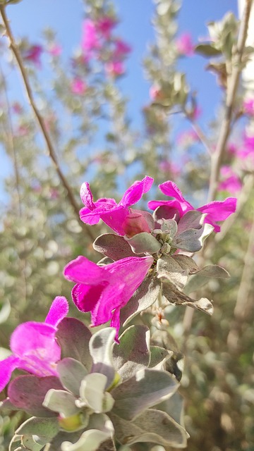 Blomst, Natur, Vind, Gren, Baggrund