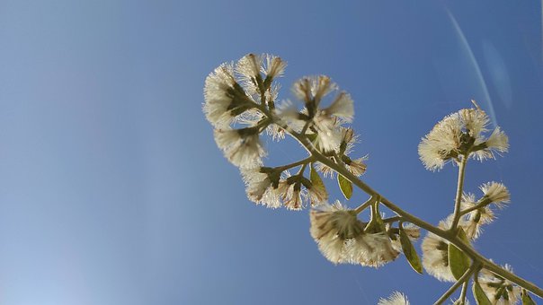 Himmel, Blomst, Natur, Vind, Gren