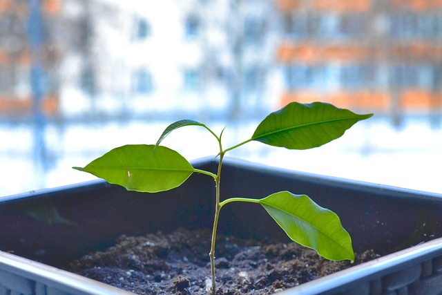 Free Plant Leaves photo and picture