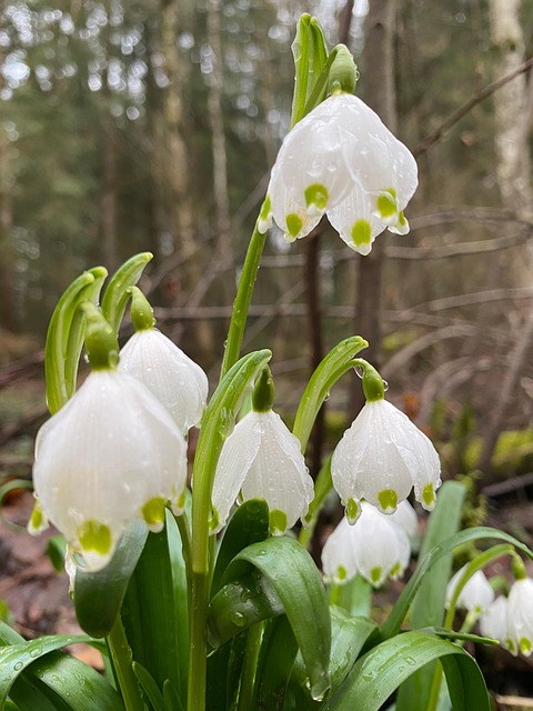Free Spring Märzenbecher photo and picture