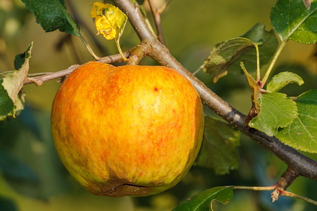 Maçã, Fruta, Árvore, Filiais, Comida