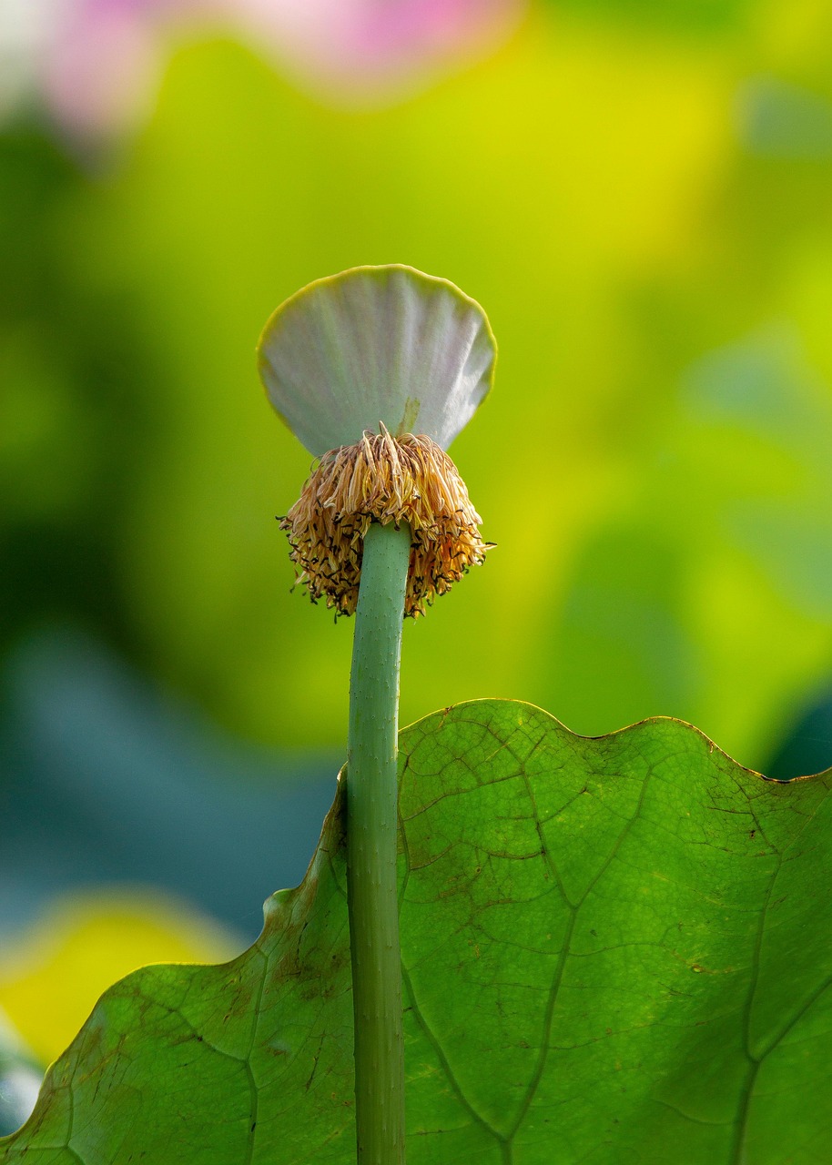 Lotus Plant Seed Pod Water - Free photo on Pixabay - Pixabay
