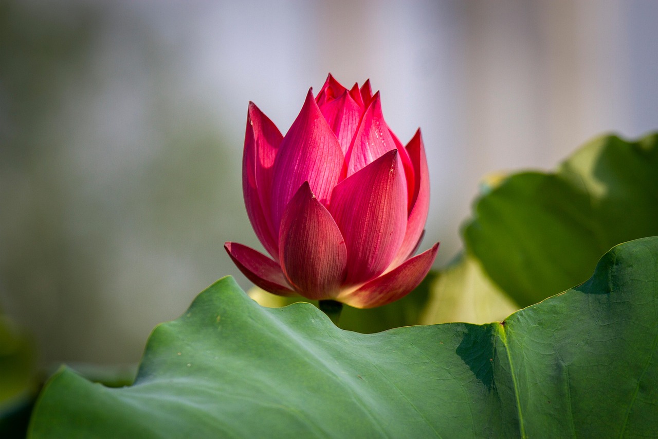 Lotus Flower Plant Free photo on Pixabay Pixabay