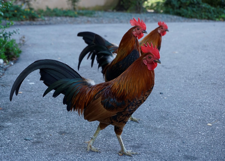 Florida Keys Chickens Chicken Key - Free photo on Pixabay