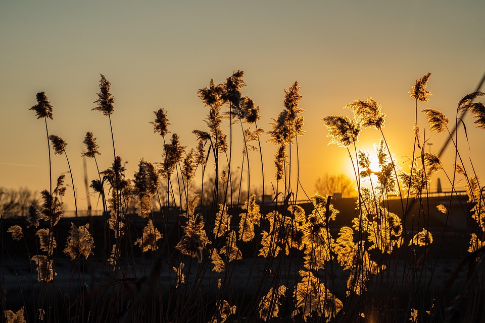 Sunset Reeds Reeds Sunset Silhouettes - Free photo on Pixabay