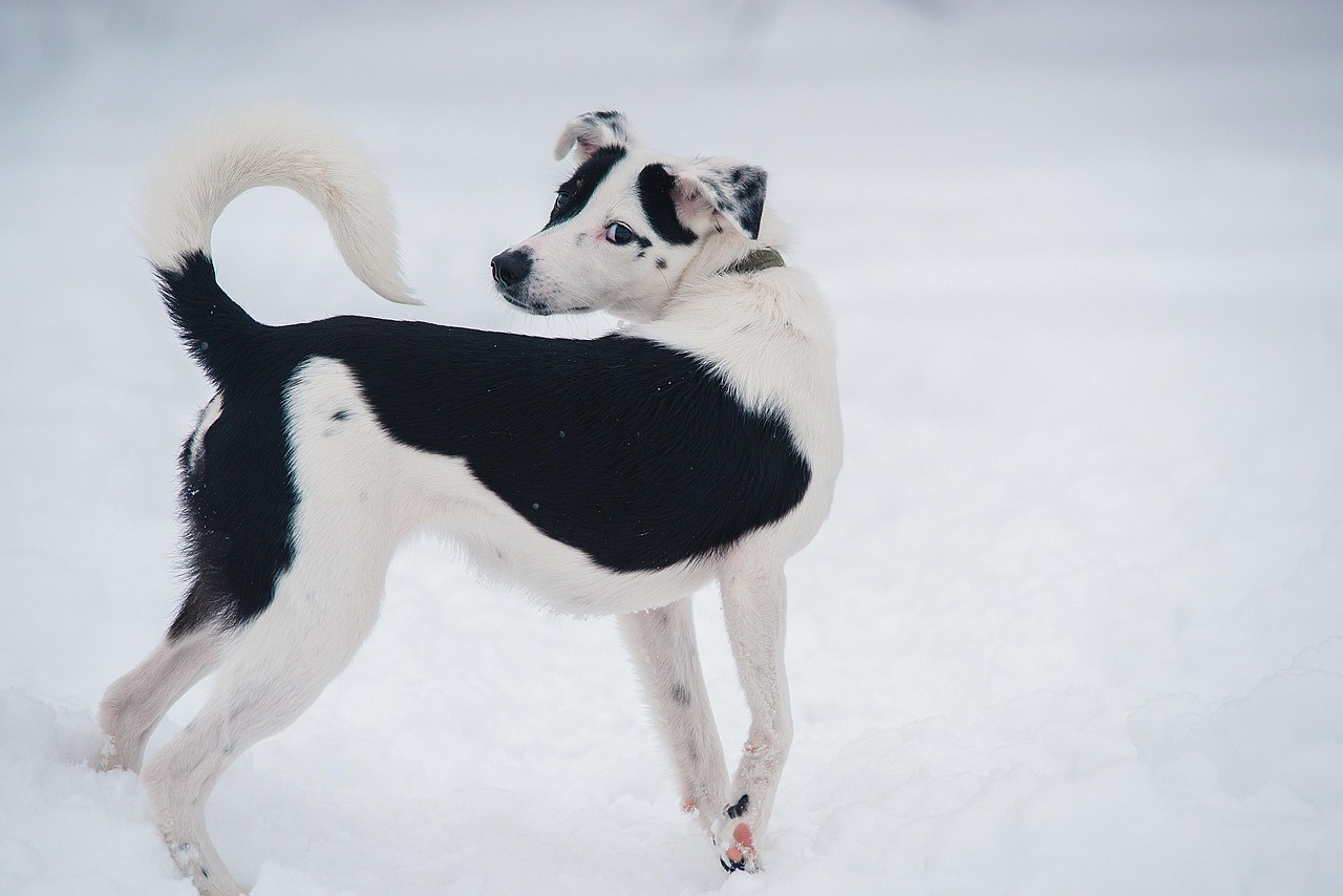 Black And White Dog Snow - Free photo on Pixabay - Pixabay