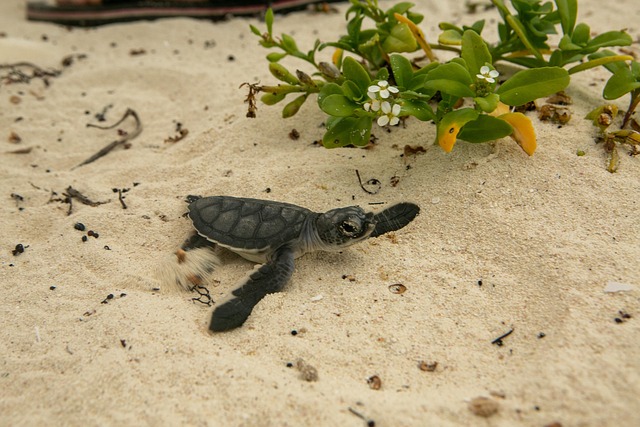Free Turtle Sand photo and picture