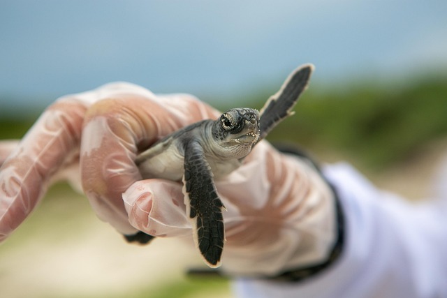 Free Turtle Baby Turtle photo and picture