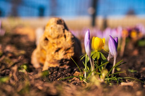 Free Crocus Flowers photo and picture