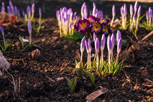 Free Crocus Flowers photo and picture