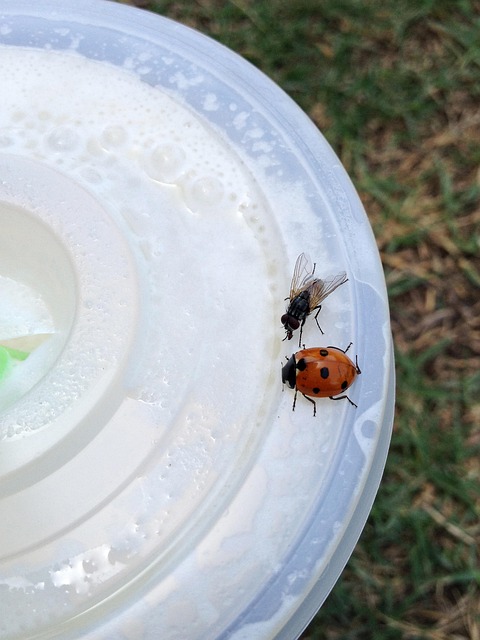 Free Ladybug Insect photo and picture