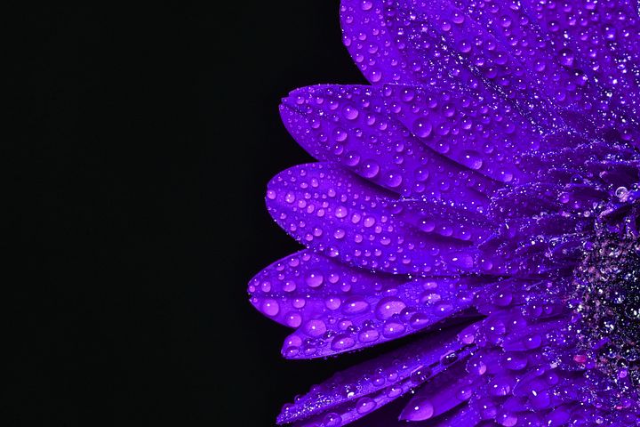 00以上の無料水滴花 水滴画像 Pixabay