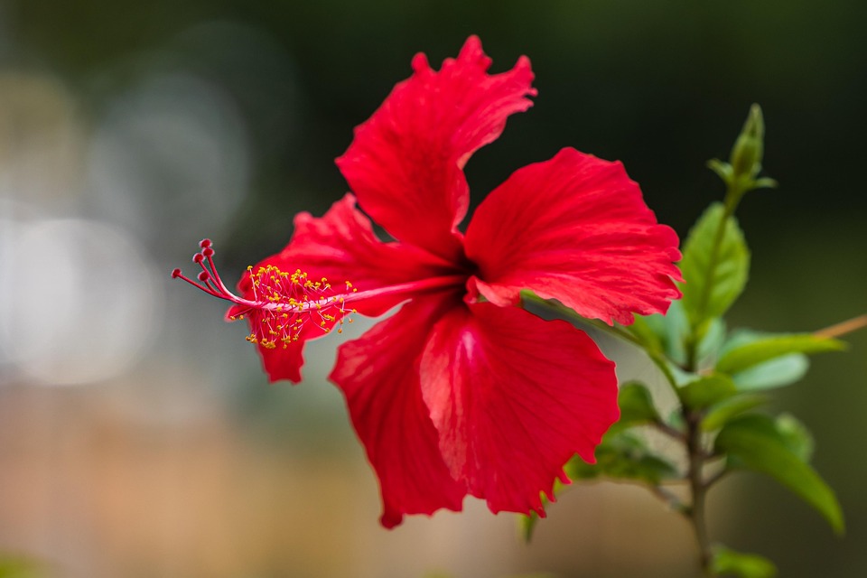Fleurs D Hibiscus Naturel Photo Gratuite Sur Pixabay Pixabay fleurs-d-hibiscus-naturel-photo-gratuite-sur-pixabay-pixabay