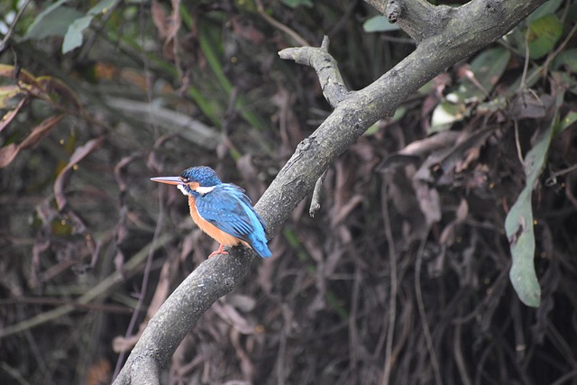 Vogel, Natuur, Dieren In Het Wild
