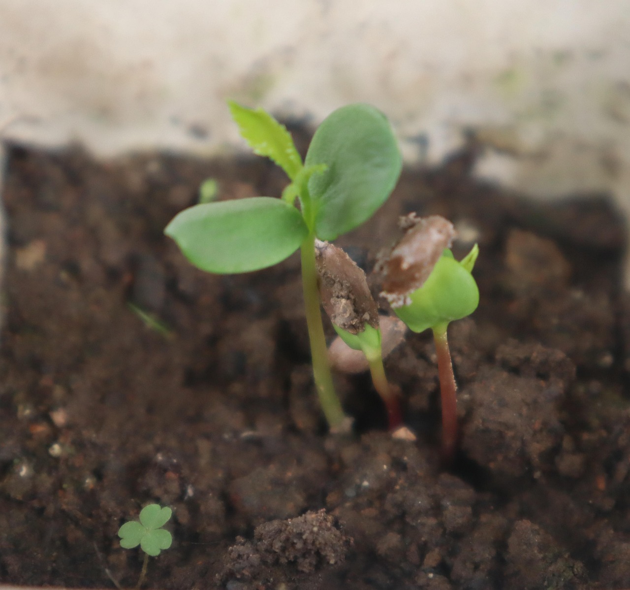 超过 200 张关于“Germinate”和“发芽”的免费图片 - Pixabay