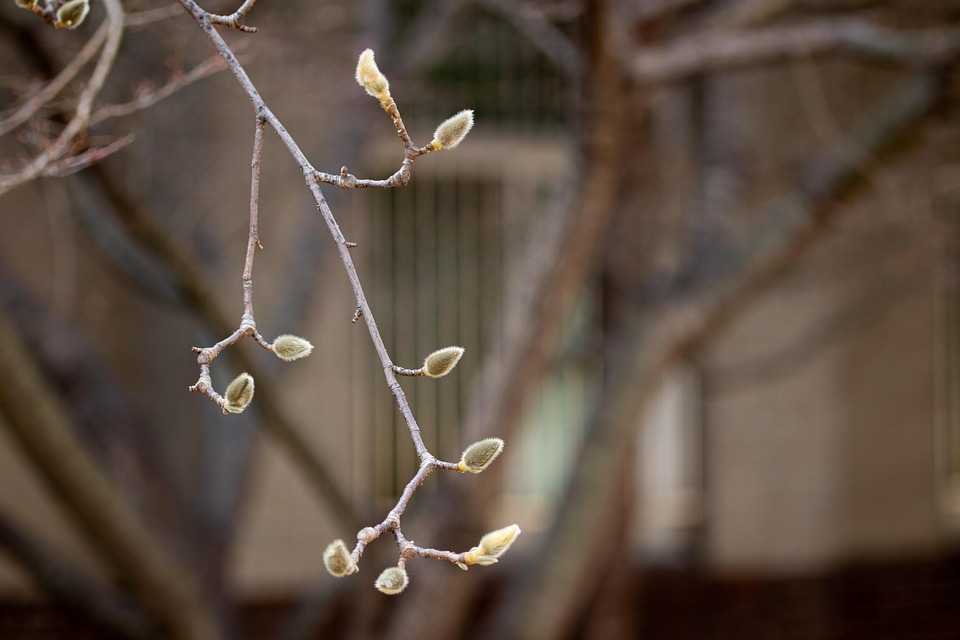 Magnolia Buds Branch Flower - Free photo on Pixabay