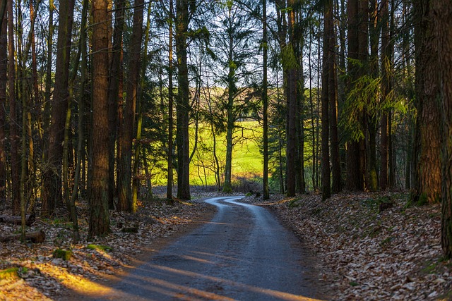 Free Forest Path Path photo and picture
