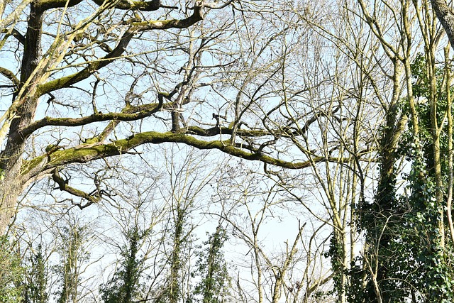 Free Tree Plugged photo and picture