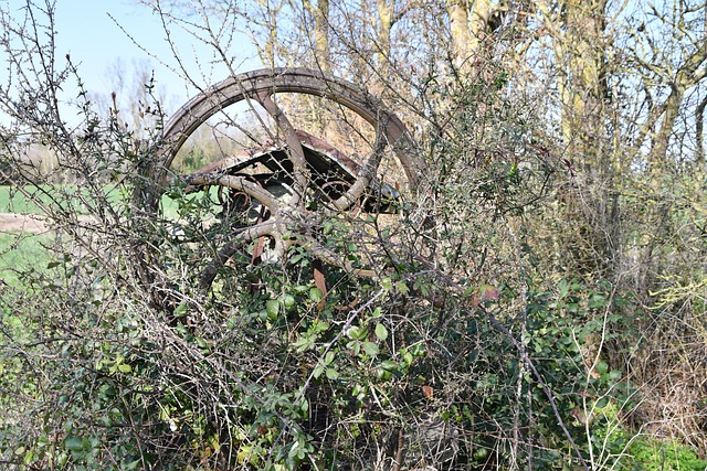 Free Old Wheel Brambles photo and picture