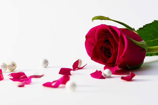 Free Flower Rose photo and picture