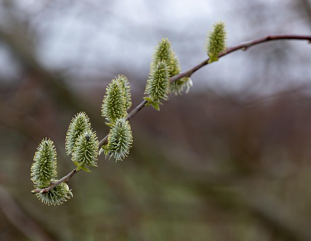 100 Free Pussy Willow Spring Images Pixabay 100-free-pussy-willow-spring-images-pixabay