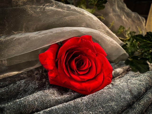 Free Blume Flower photo and picture