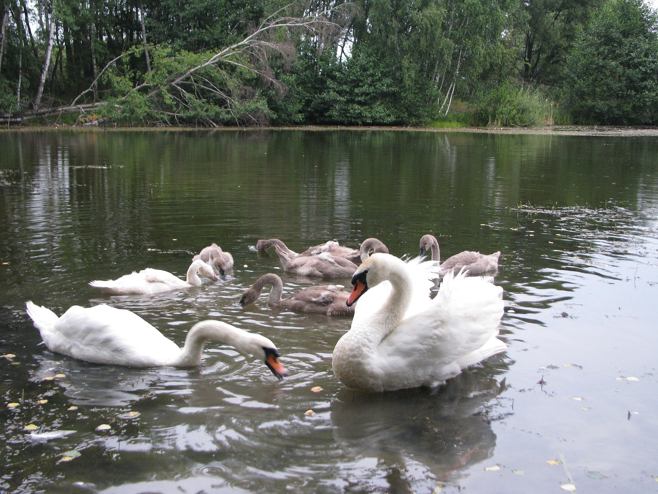 L'Eau Cygne Oiseau Se Divisant Par - Photo gratuite sur Pixabay - Pixabay
