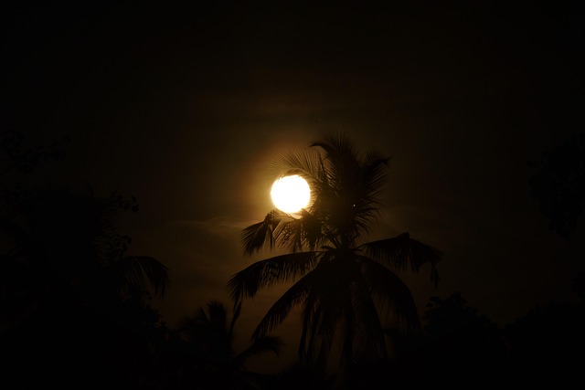 Free Tree Sunset Tree photo and picture
