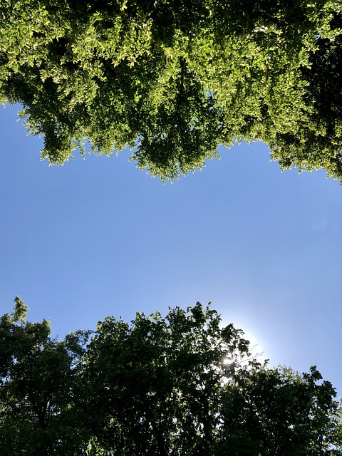 Free Relax Forest illustration and picture
