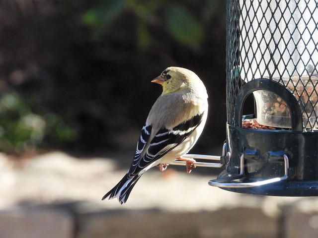 Free Goldfinch Winter Plumage photo and picture