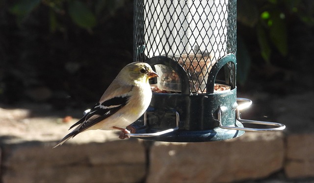 Free Winter Plumage Goldfinch photo and picture