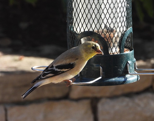 Free Goldfinch Winter Plumage photo and picture