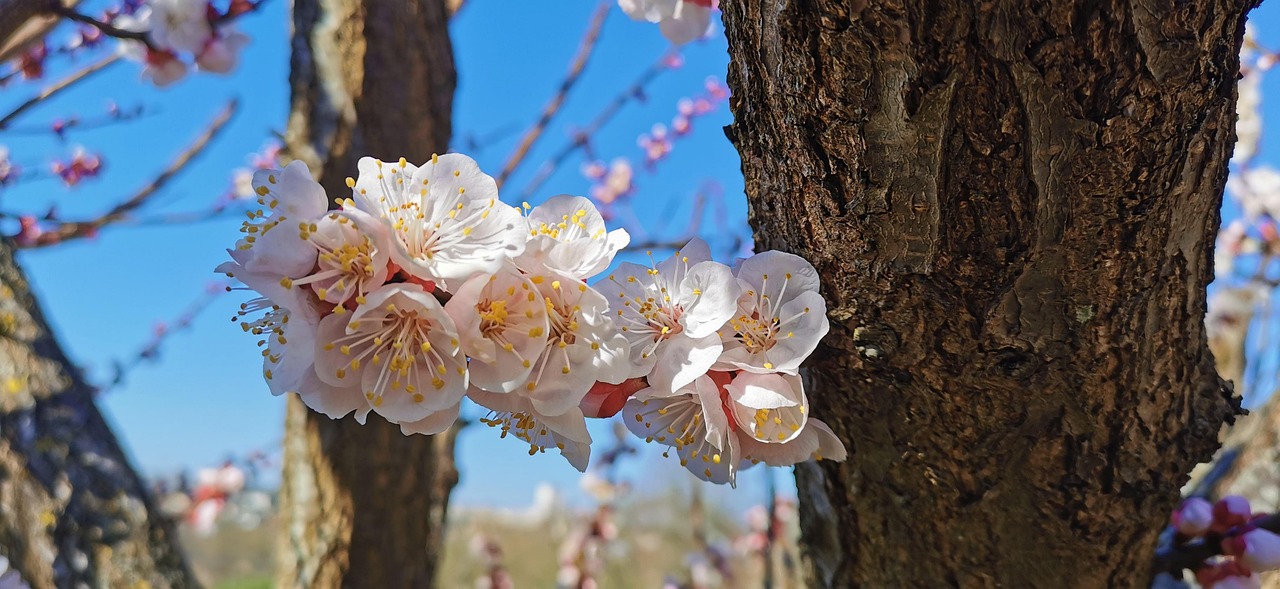 春天 树 杏 - Pixabay上的免费照片 - Pixabay