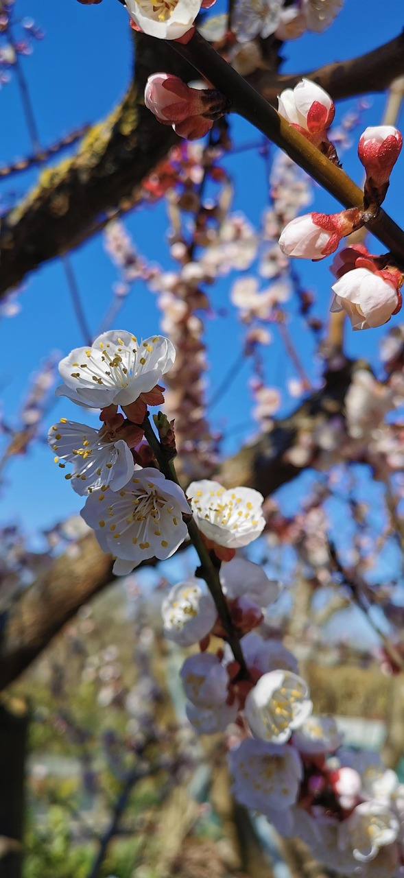 春天 树 杏 - Pixabay上的免费照片 - Pixabay