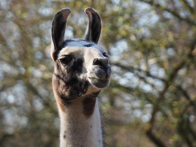 Free Lama Animal photo and picture