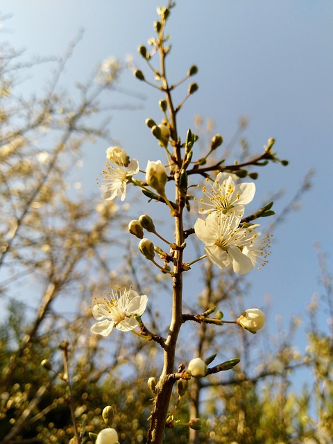 Free Spring Flower photo and picture