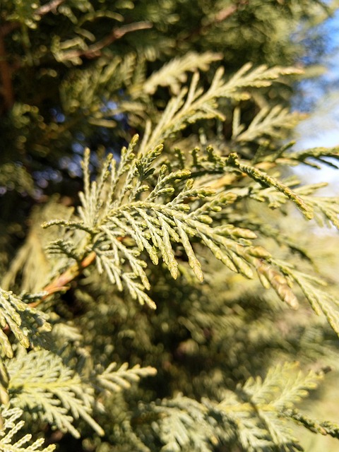 Free Bush Evergreen photo and picture