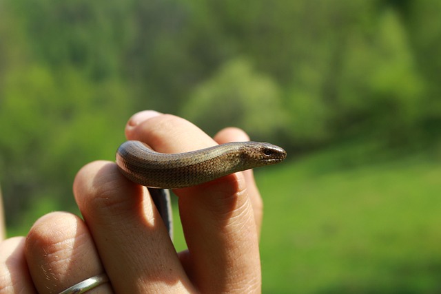 România, Natura, Transilvania, Munte