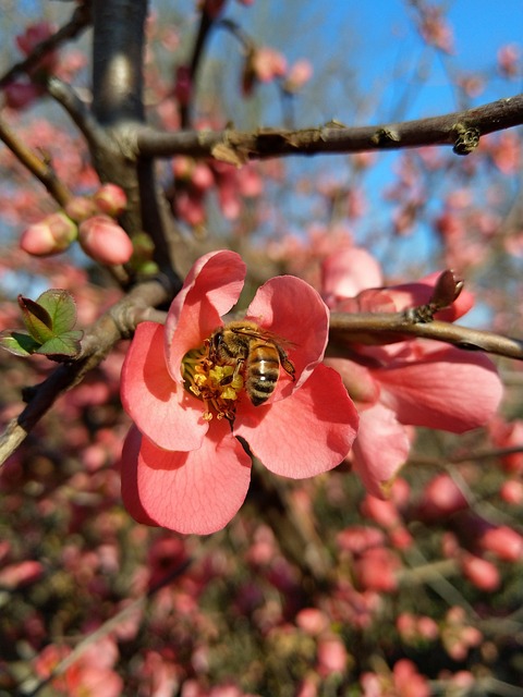 Free Bee Flowers photo and picture